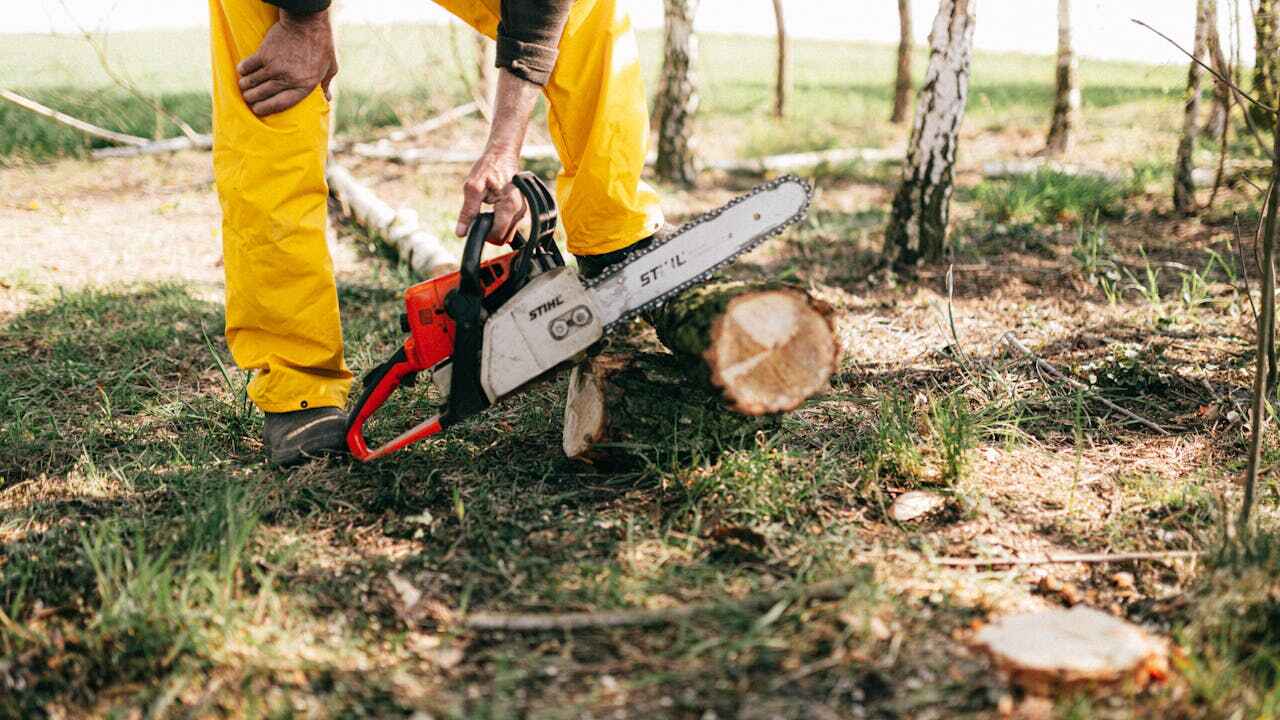 Trusted Cherry Hills Village, CO Tree Service Experts